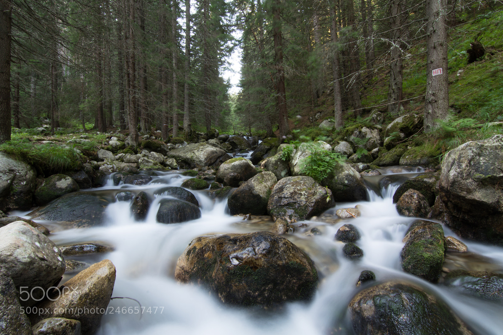 Nikon D5200 sample photo. Stream photography