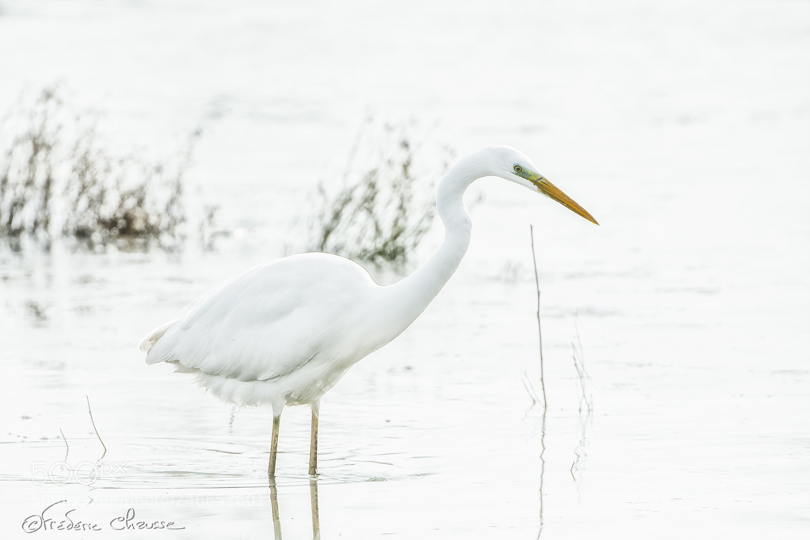 Nikon D800E sample photo. Ardea alba photography