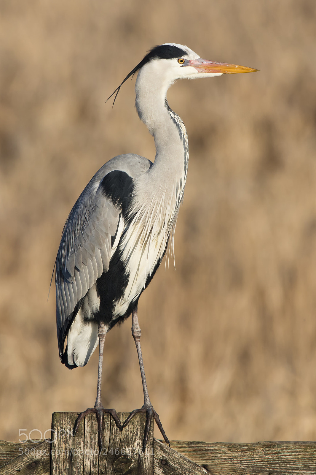 Canon EOS 5DS R sample photo. Blue heron photography