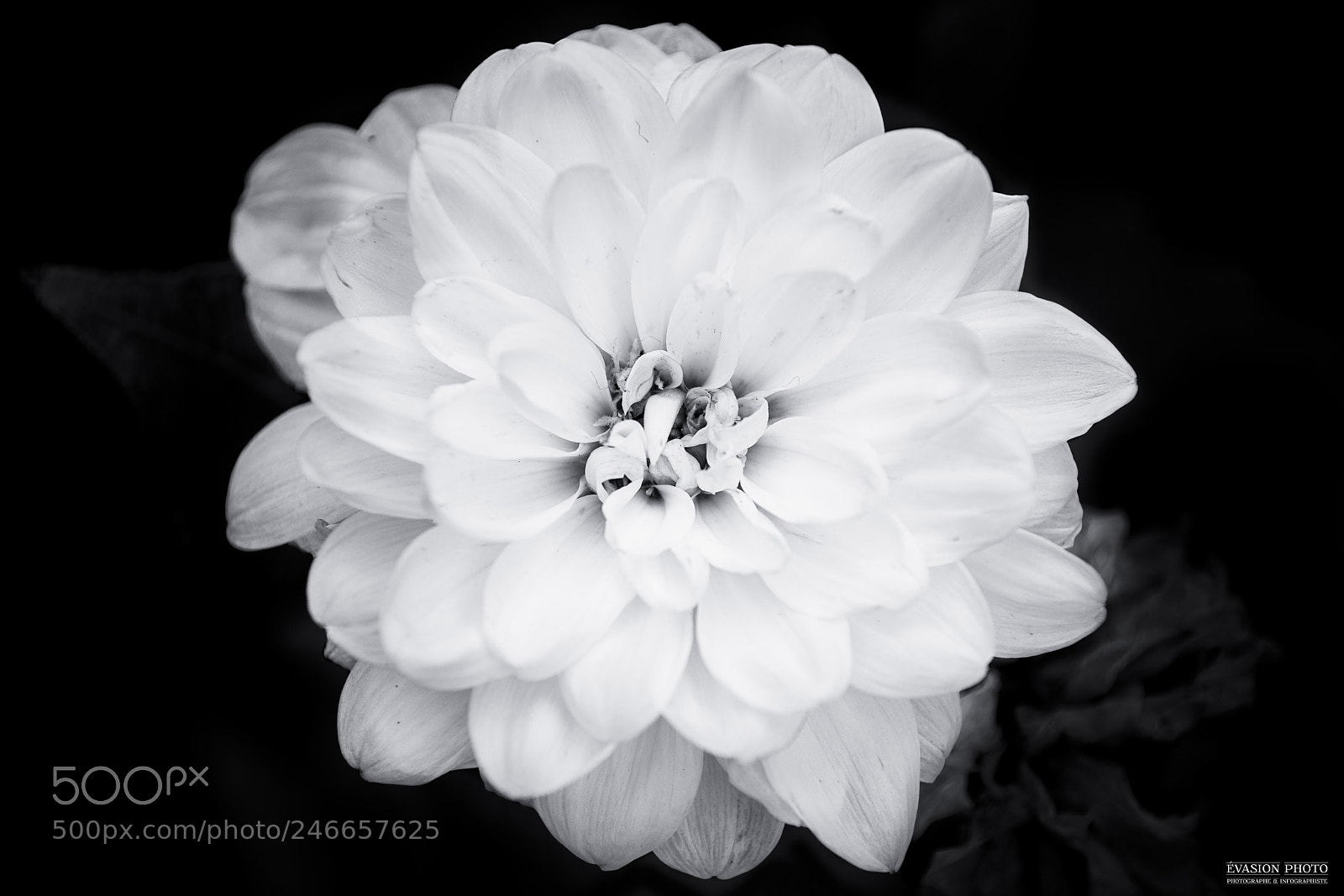 Sony a7R II sample photo. Flor en el pelo photography