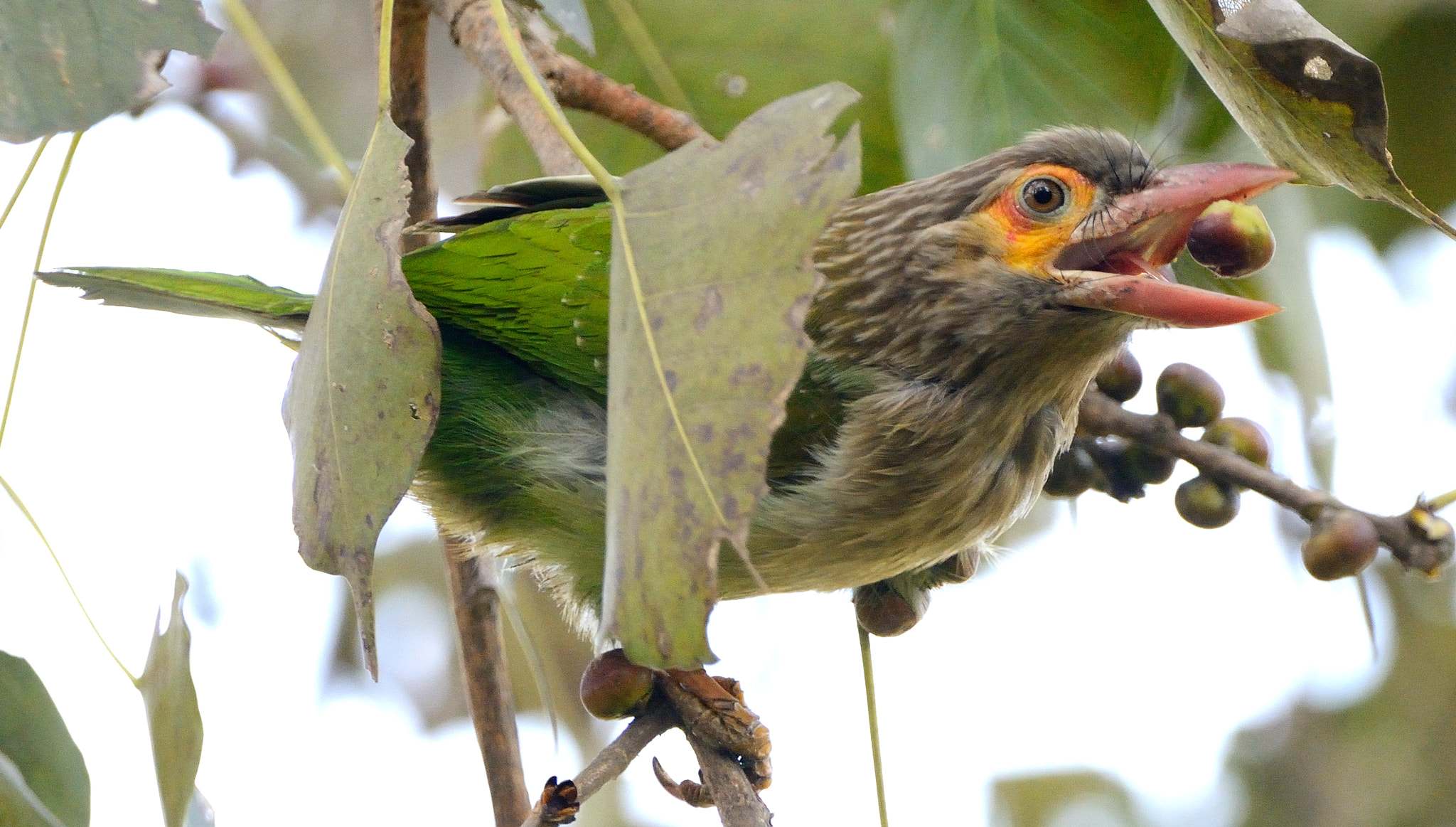 Nikon D7100 sample photo. Brown-headed barbet photography