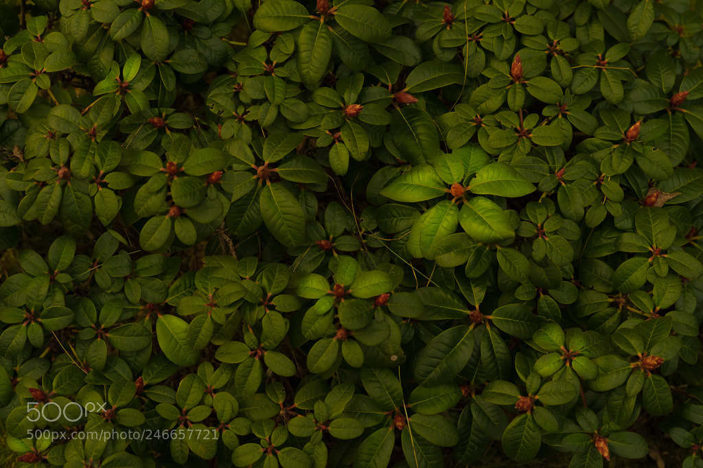 Sony a7 II sample photo. Green photography