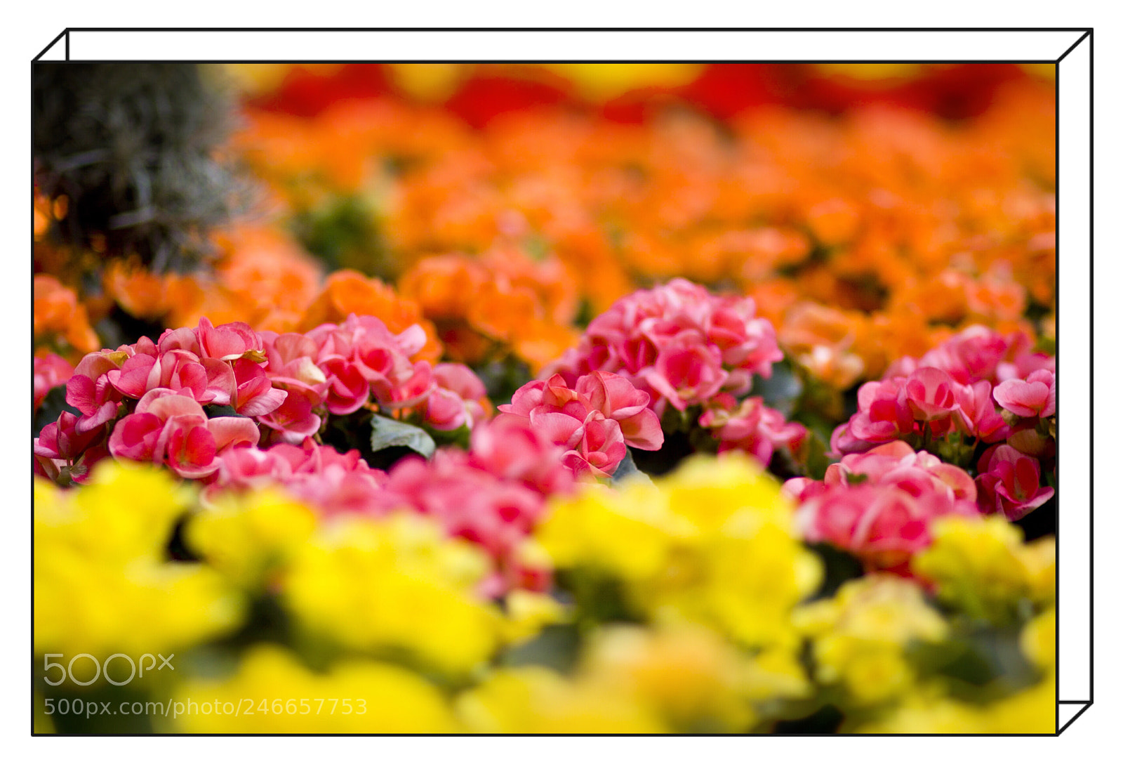 Canon EOS 50D sample photo. In riotous profusion photography