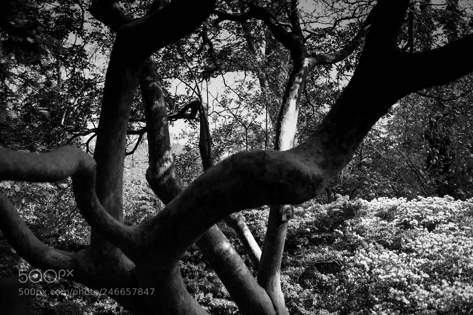 Canon EOS M sample photo. Wiggly tree photography