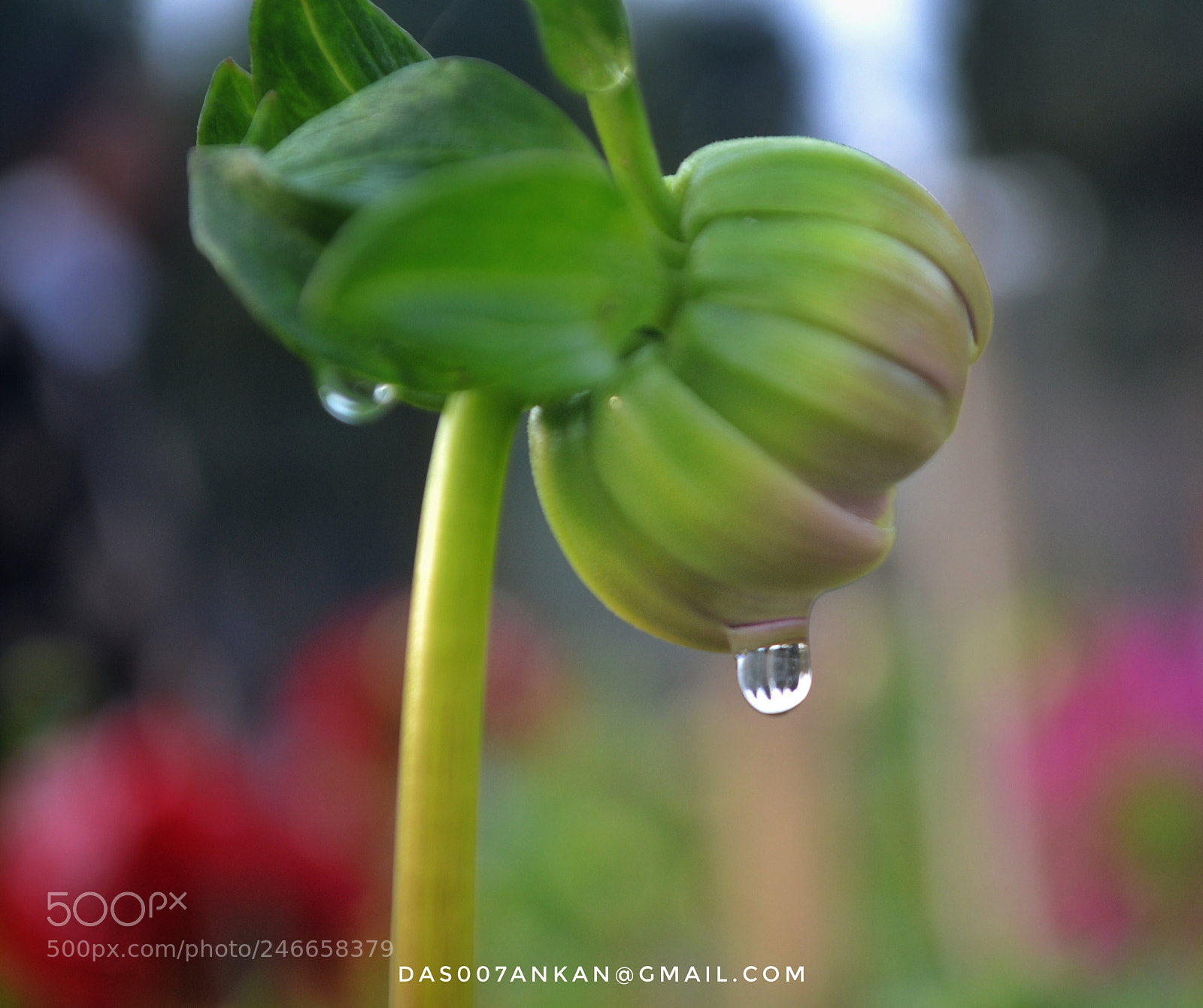 Nikon D3100 sample photo. Untitled photography