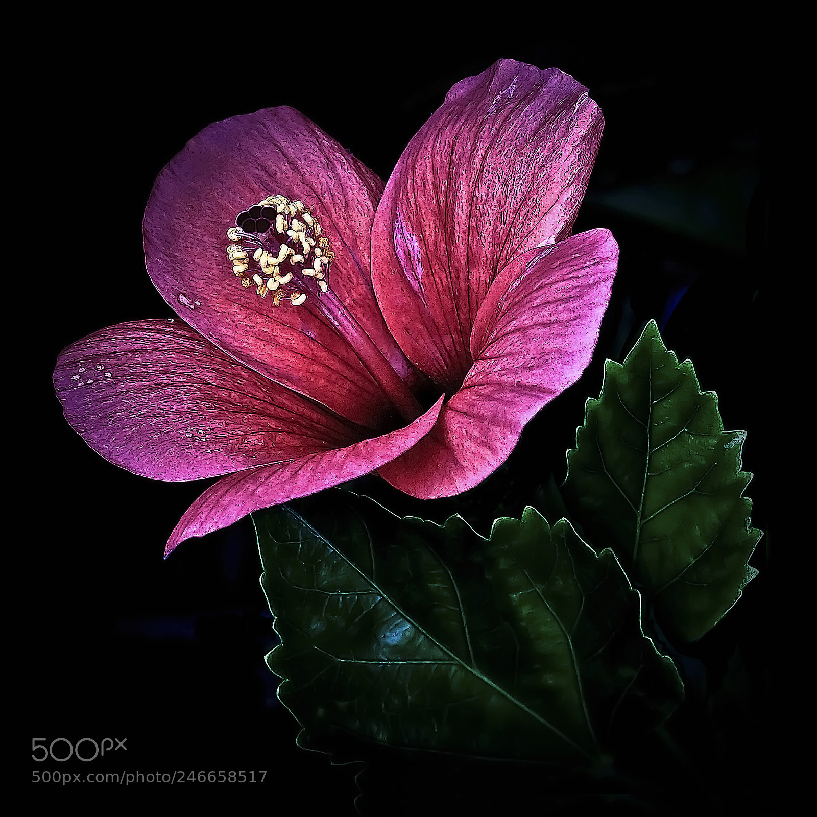 Canon EOS 50D sample photo. Hibiscus photography
