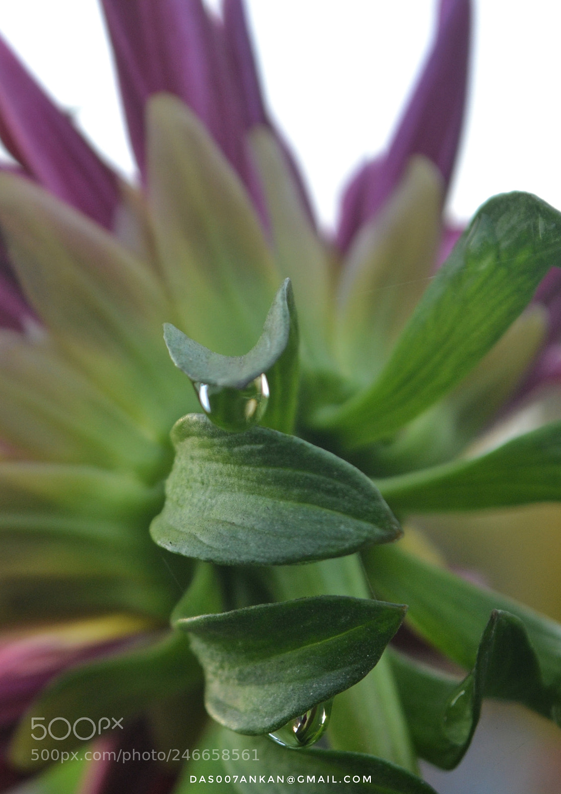 Nikon D3100 sample photo. Untitled photography