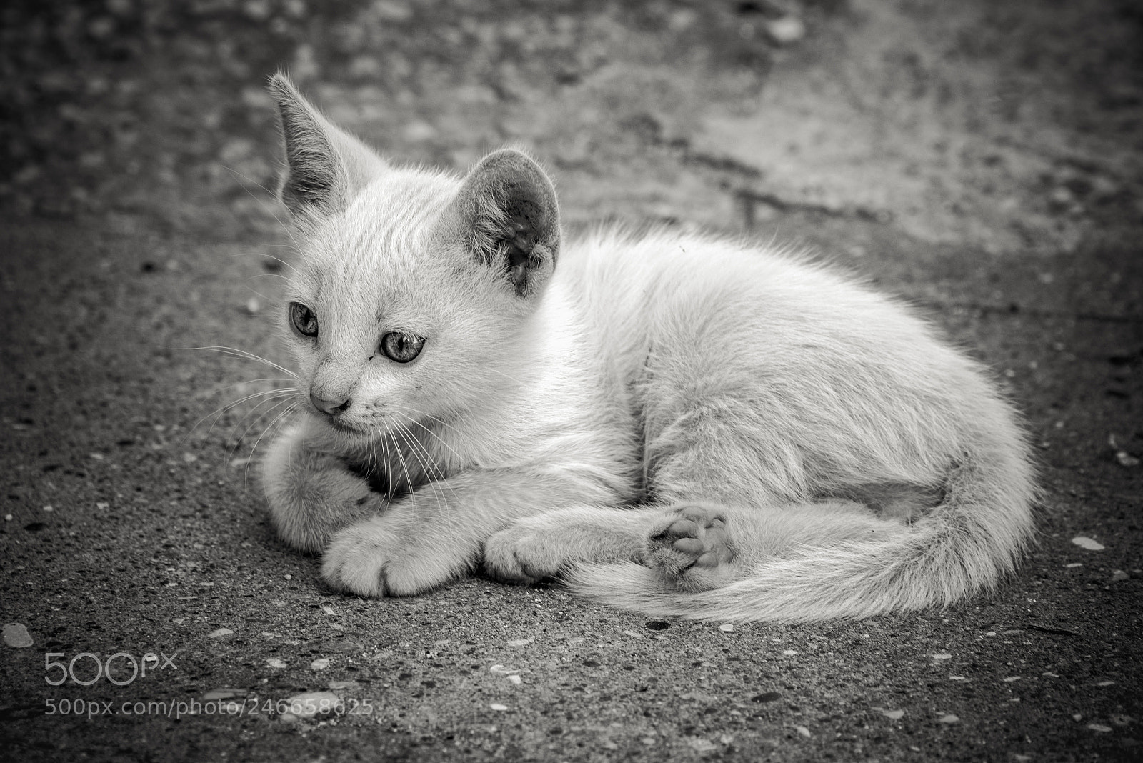 Nikon D610 sample photo. _kitten_ photography
