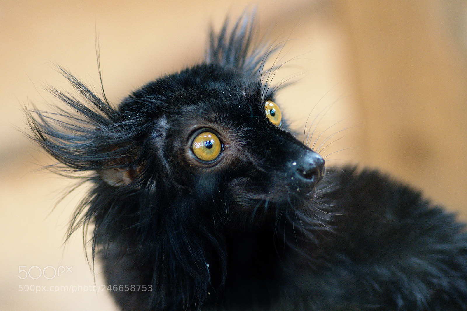 Nikon D7200 sample photo. Black little devil photography