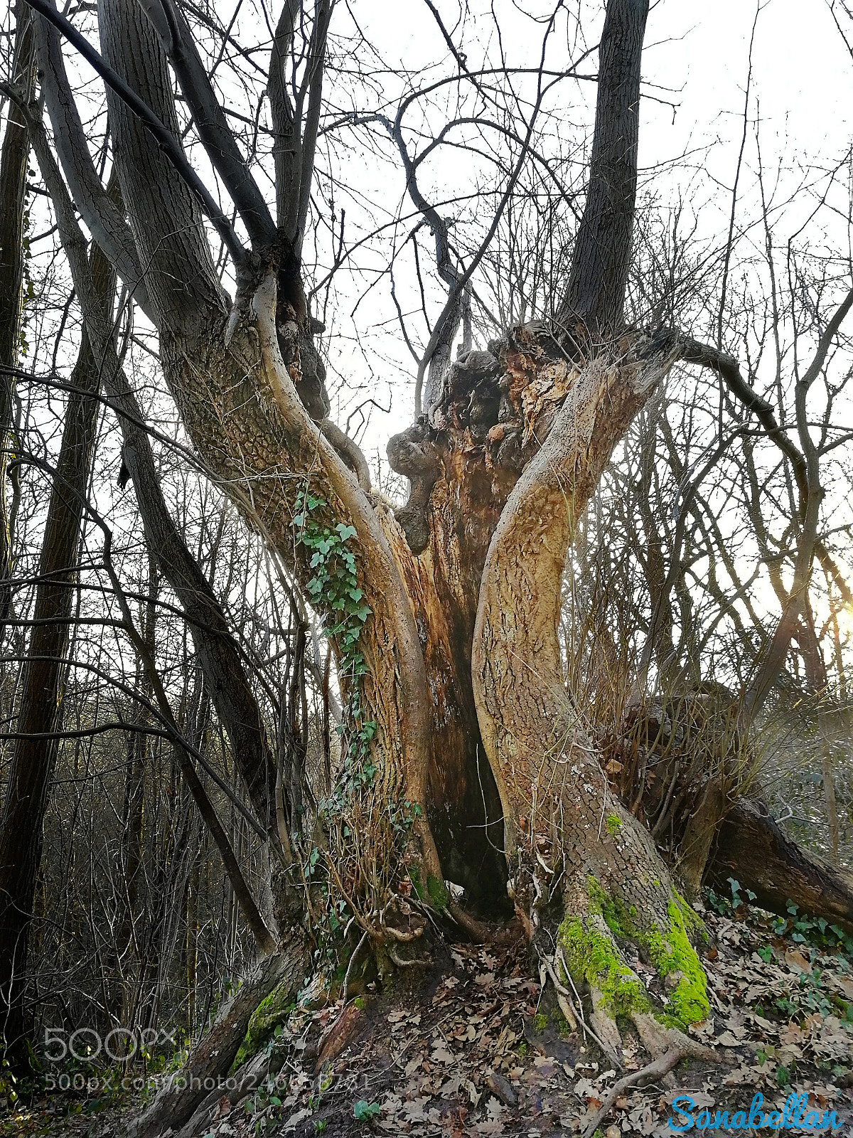 HUAWEI Honor 9 sample photo. Tree photography