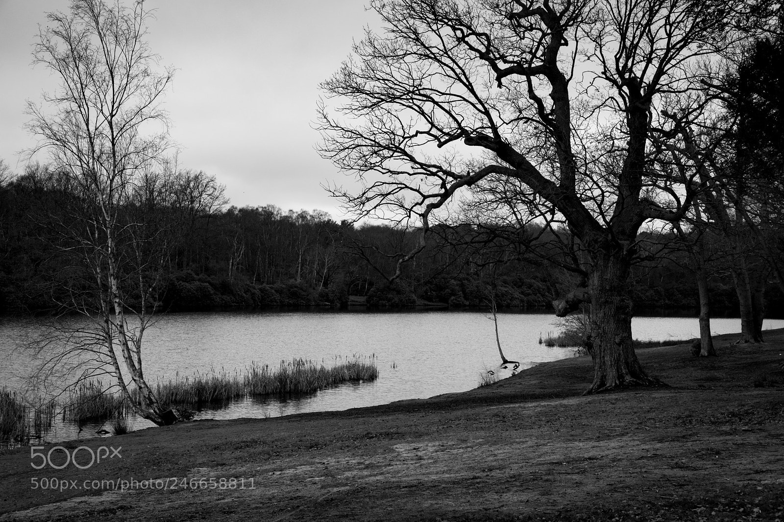 Fujifilm X-Pro2 sample photo. Windsor lake photography