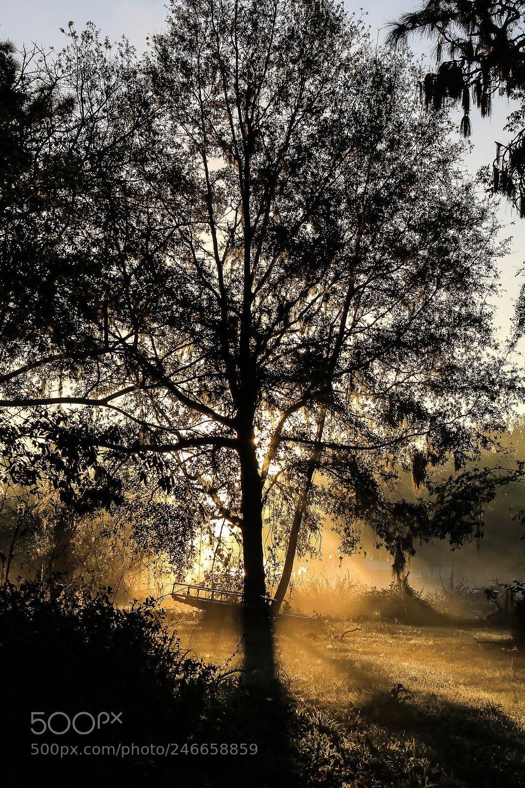Canon EOS 1100D (EOS Rebel T3 / EOS Kiss X50) sample photo. Kiss of morning photography