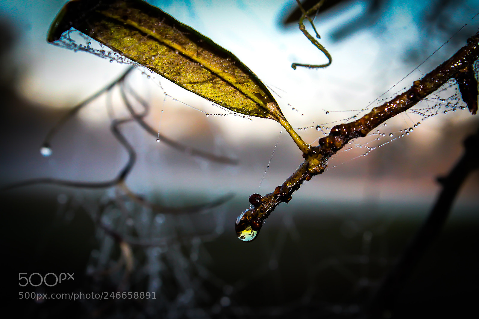 Canon EOS 1100D (EOS Rebel T3 / EOS Kiss X50) sample photo. Morning dew drops photography