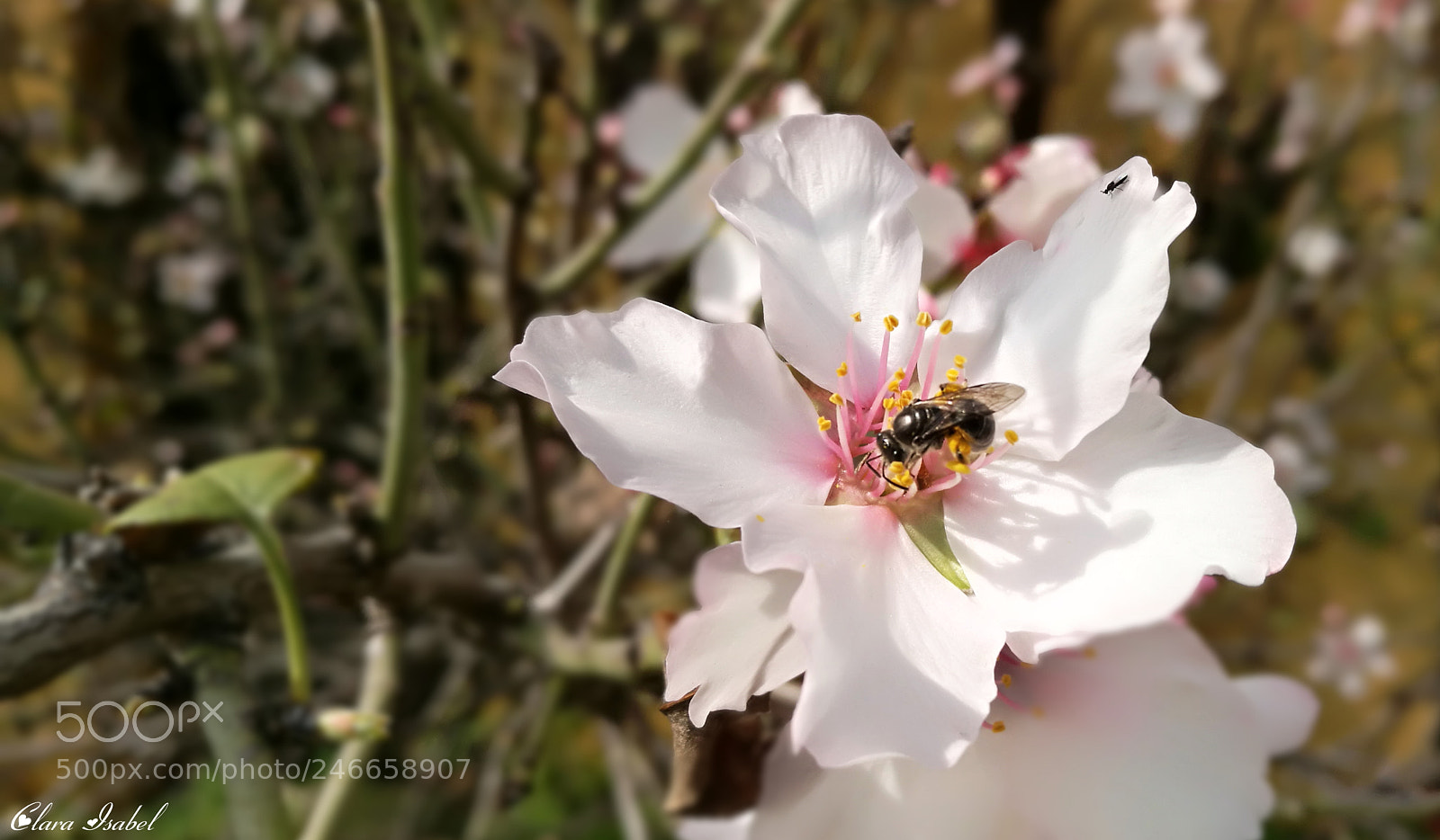 HUAWEI P9 Plus sample photo. Polinizando la flor del photography