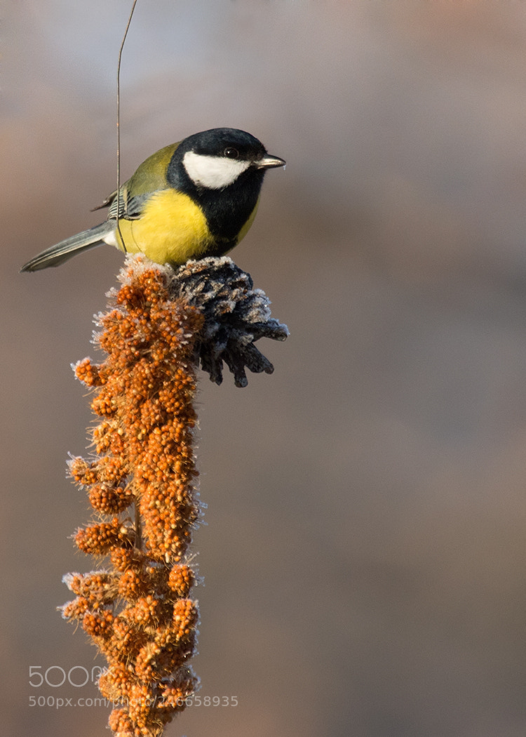 Canon EOS 7D Mark II sample photo. Titmouse photography