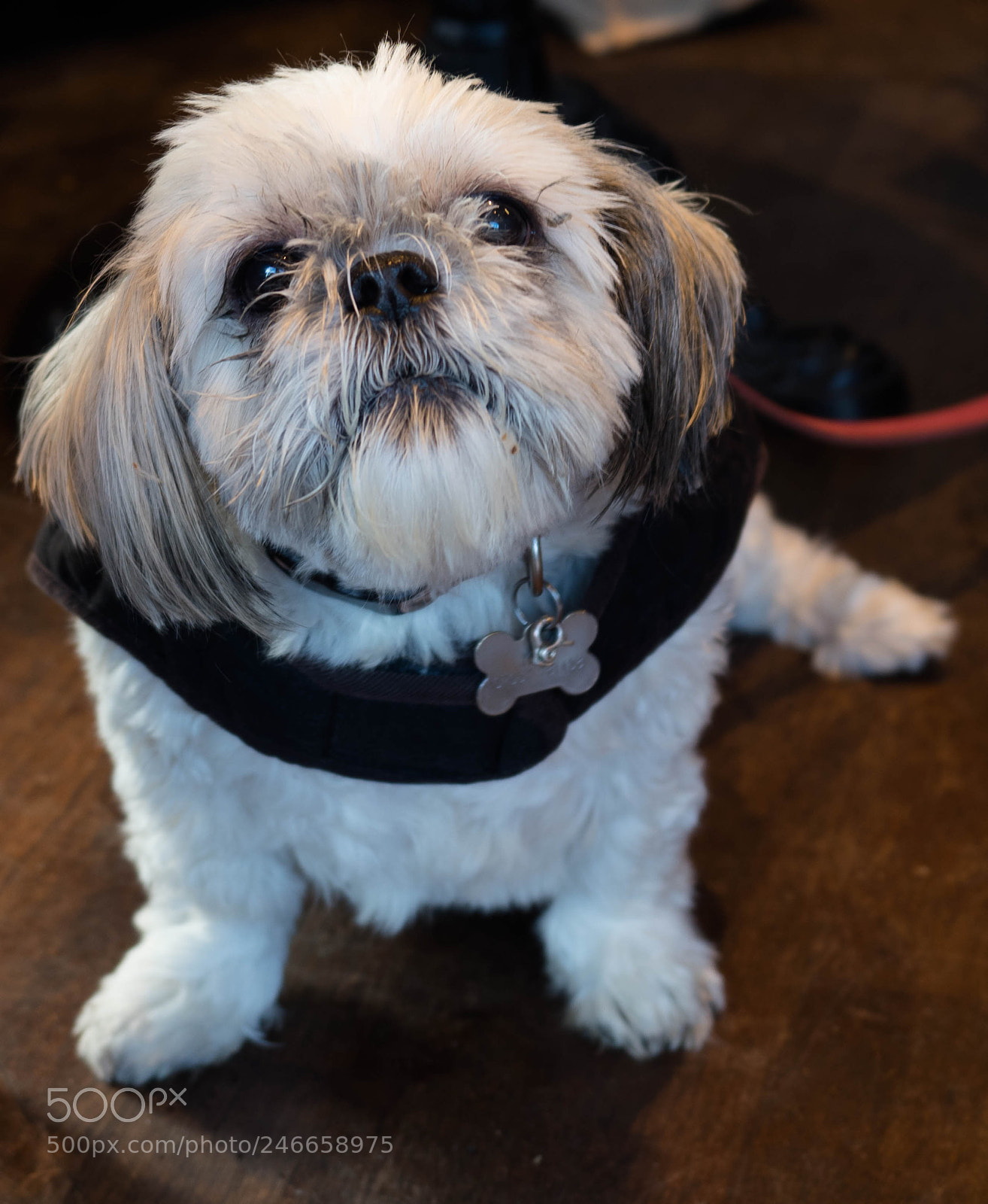 Olympus OM-D E-M1 Mark II sample photo. Attentive photography