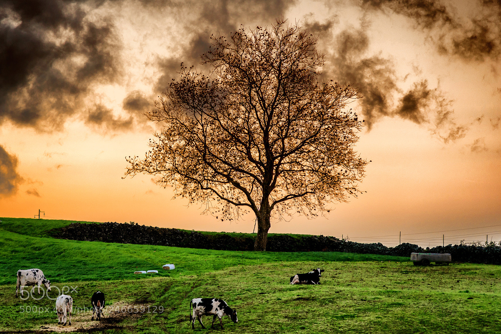 Nikon D610 sample photo. Not so alone... at photography