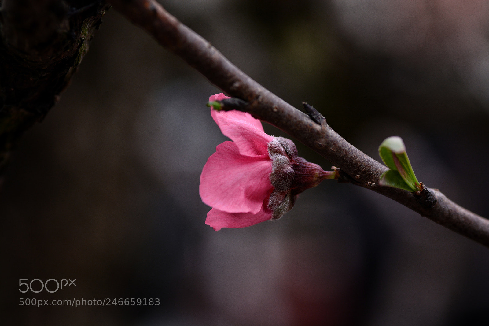 Nikon D7100 sample photo. Untitled photography