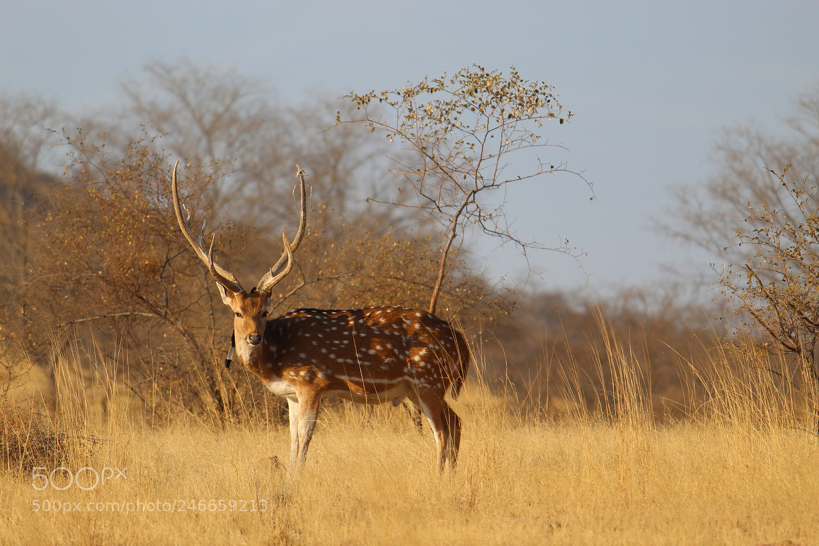 Canon EF-S 55-250mm F4-5.6 IS II sample photo. Img photography