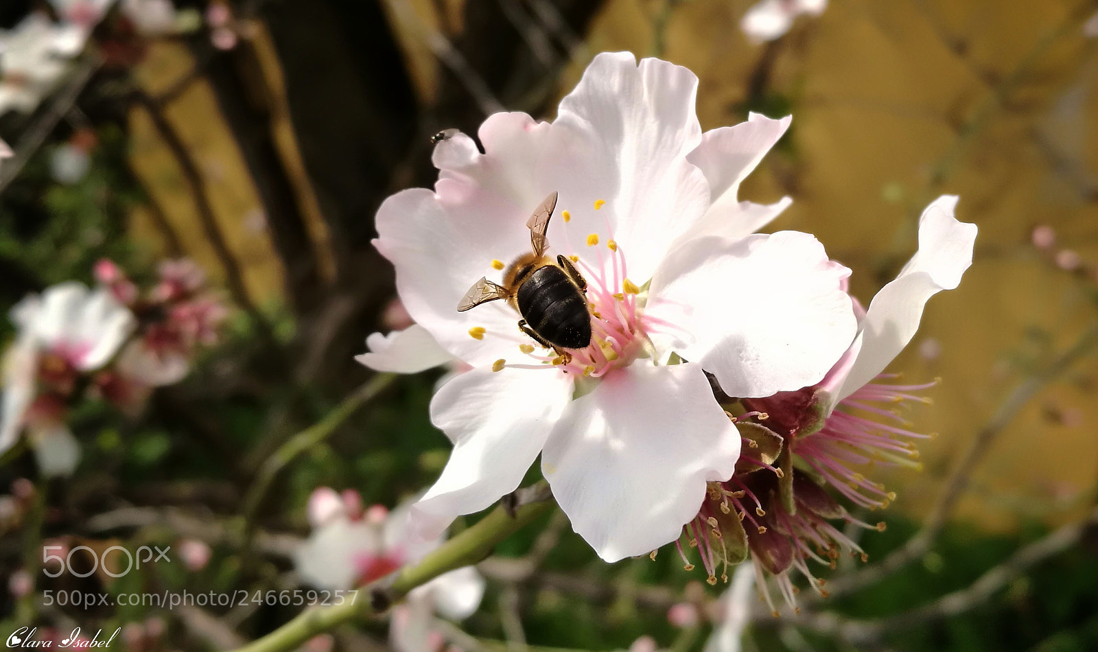 HUAWEI P9 Plus sample photo. Polinizando la flor del photography