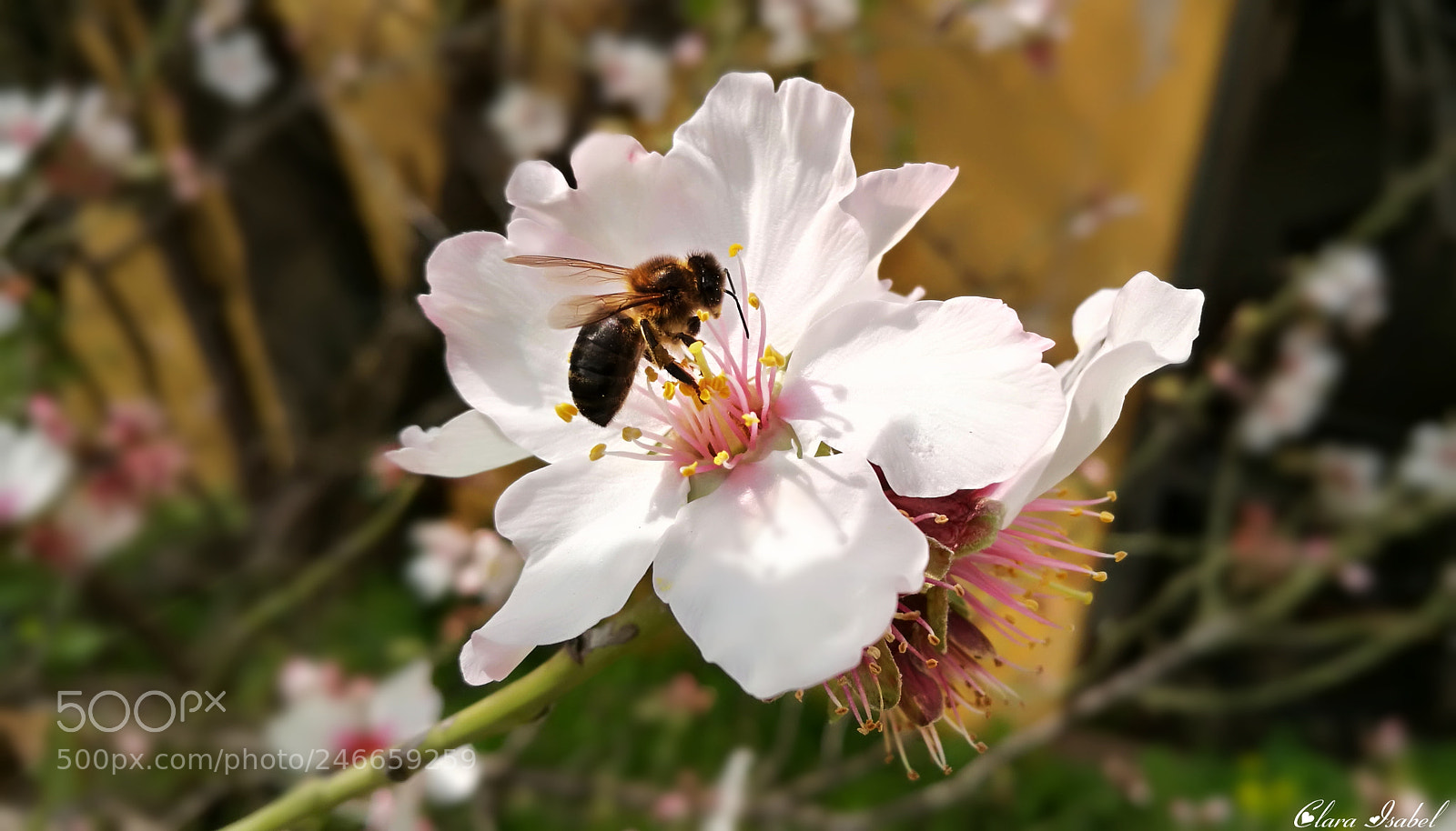 HUAWEI P9 Plus sample photo. Polinizando la flor del photography