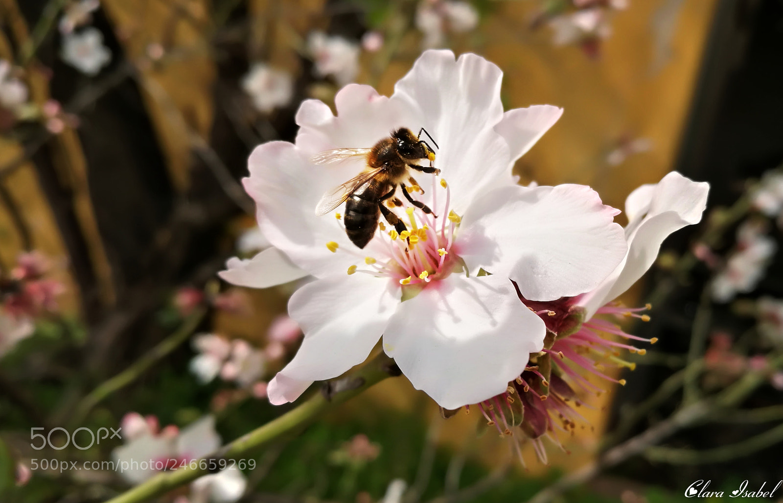 HUAWEI P9 Plus sample photo. Polinizando la flor del photography