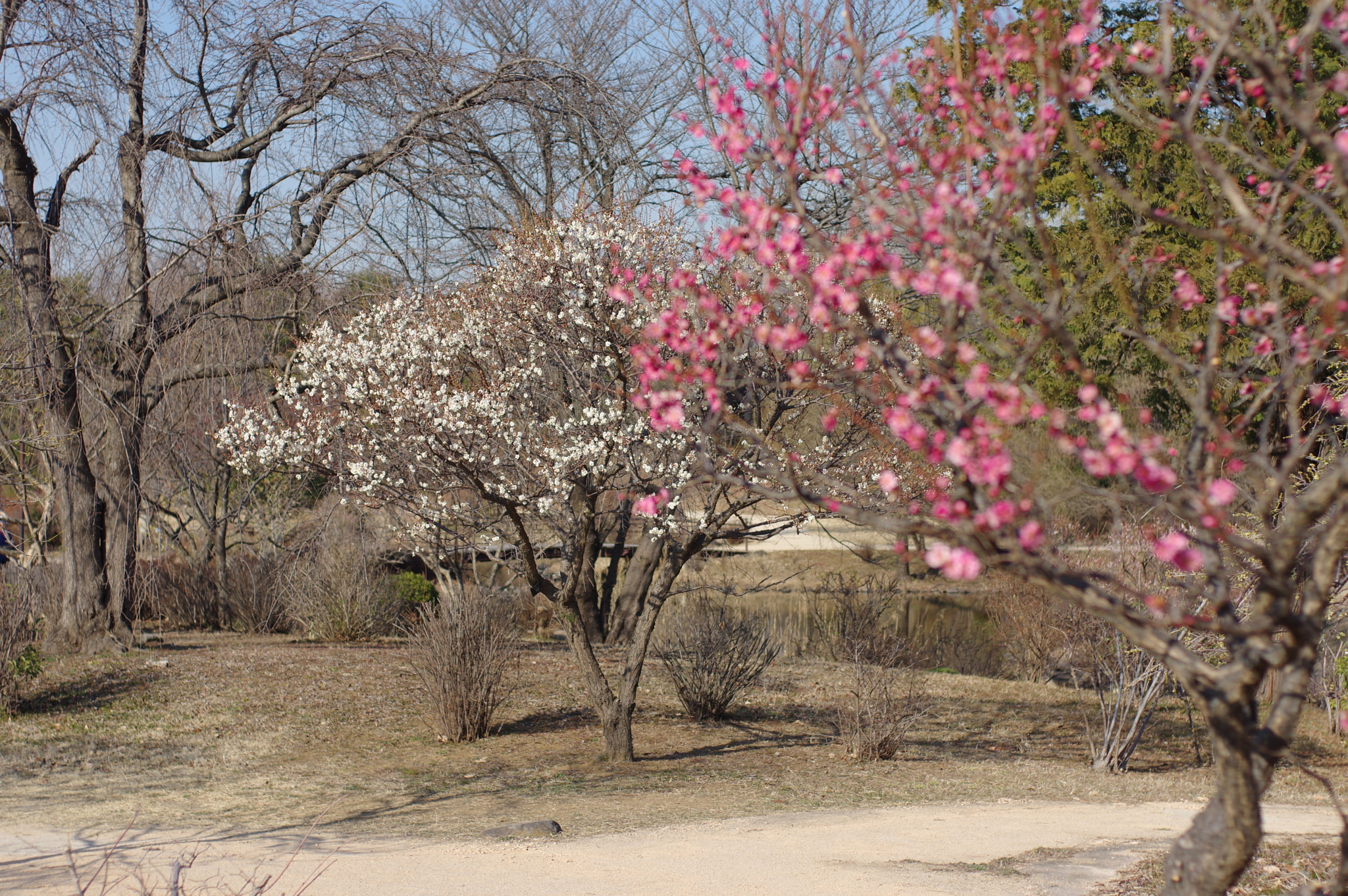 Pentax K-3 sample photo. “everybody has a beautiful name....” photography