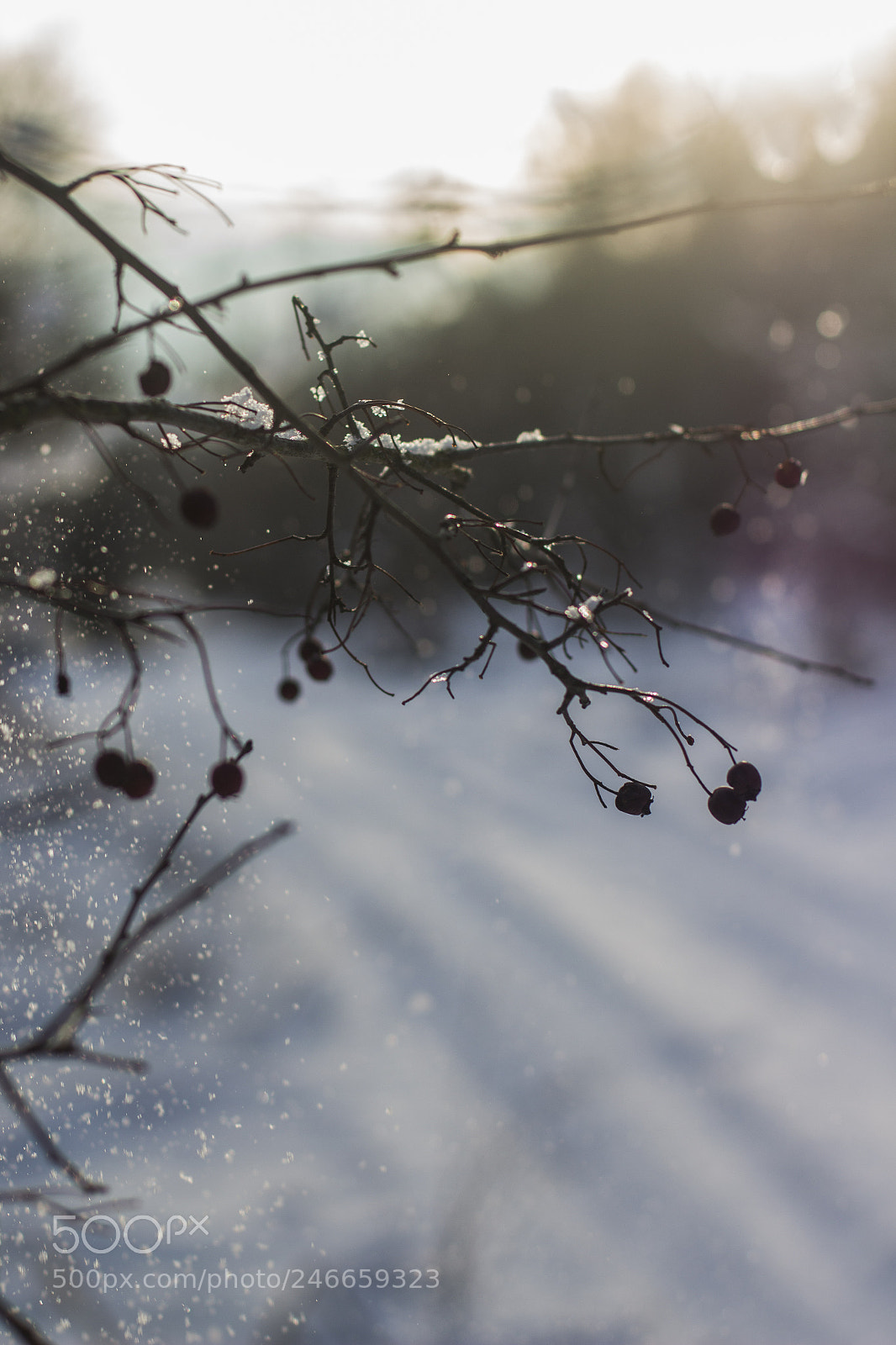 Canon EOS 700D (EOS Rebel T5i / EOS Kiss X7i) sample photo. Winter time photography