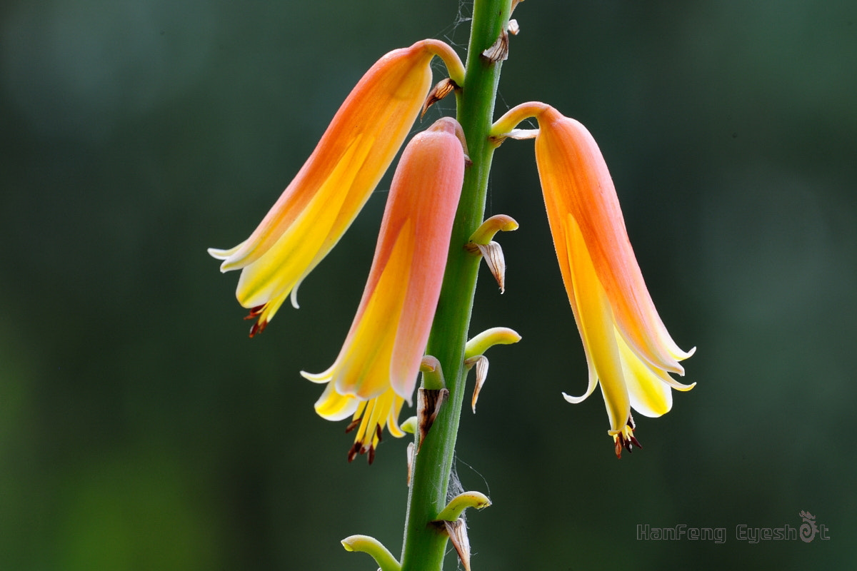 Nikon D700 + Nikon AF Micro-Nikkor 200mm F4D ED-IF sample photo. 龙舌兰的花 photography