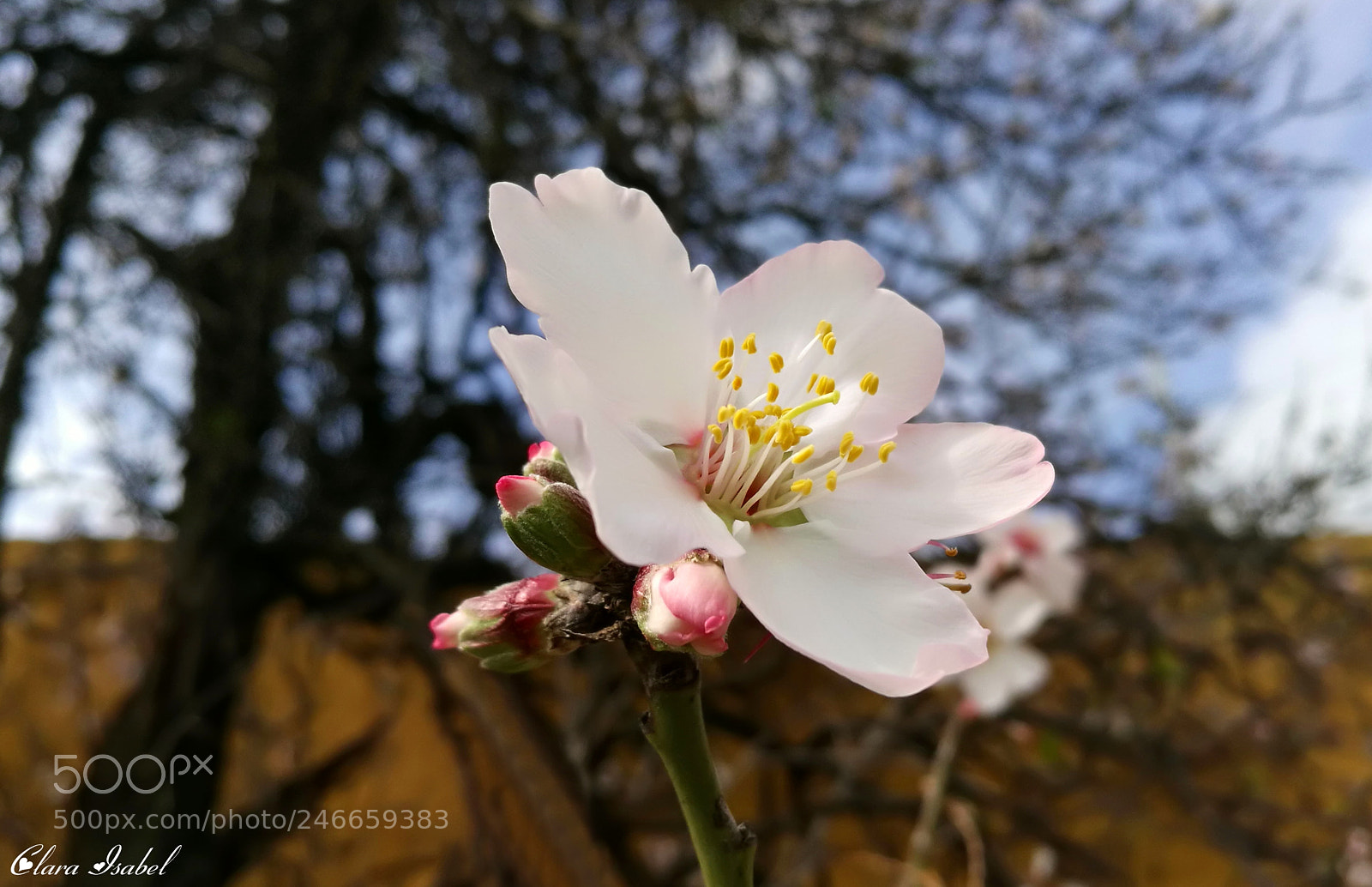 HUAWEI P9 Plus sample photo. Flor del almendro. photography