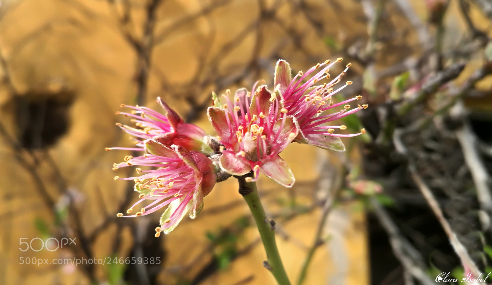 HUAWEI P9 Plus sample photo. Flor del almendro. photography