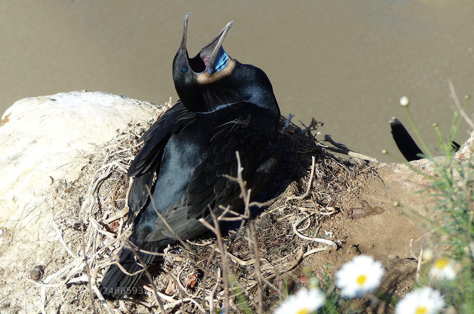 Panasonic Lumix DMC-FZ200 sample photo. The blue throat flutters photography