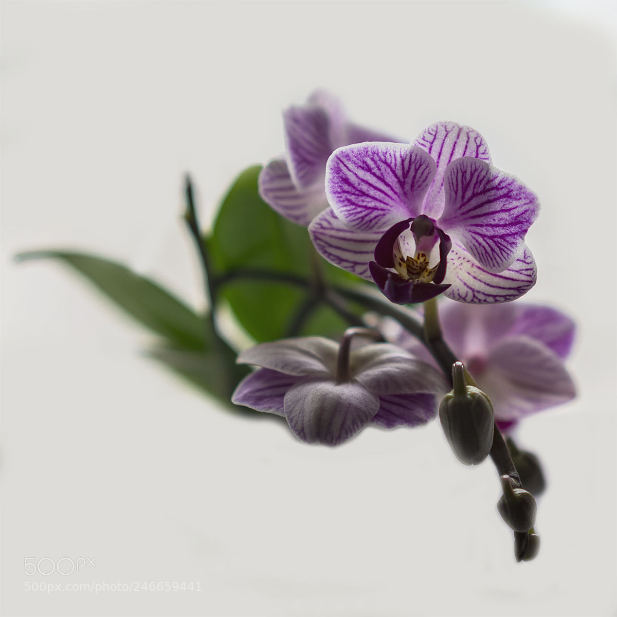 Sony a7R II sample photo. Orchidee 190218-010 photography