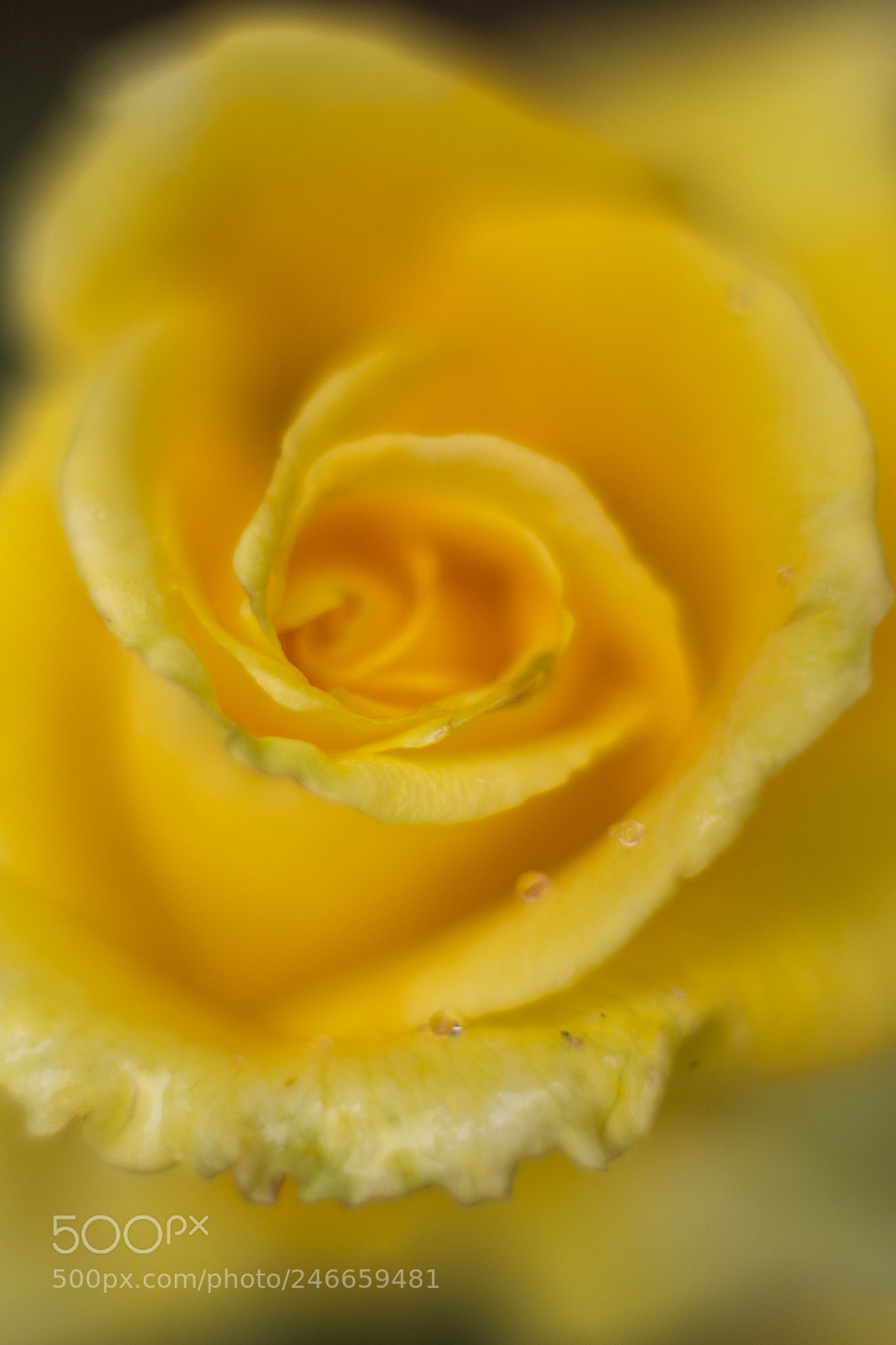 Canon EOS 700D (EOS Rebel T5i / EOS Kiss X7i) sample photo. Yellow rose photography