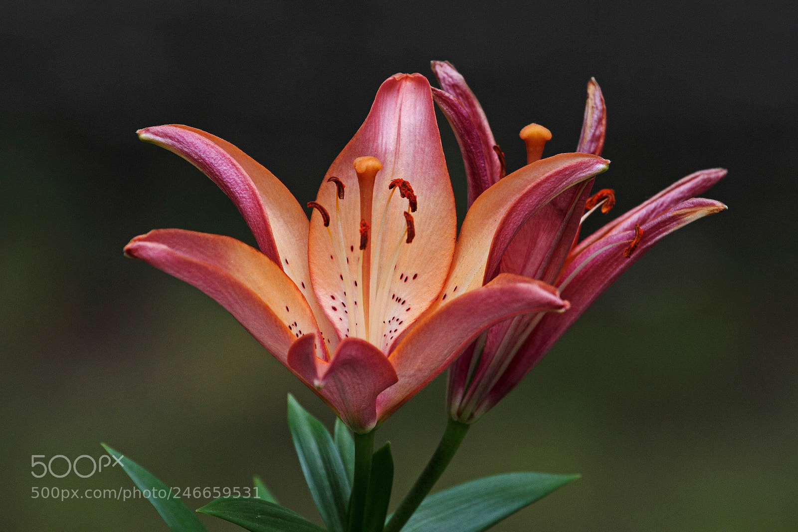 Canon EOS 7D sample photo. Lily photography