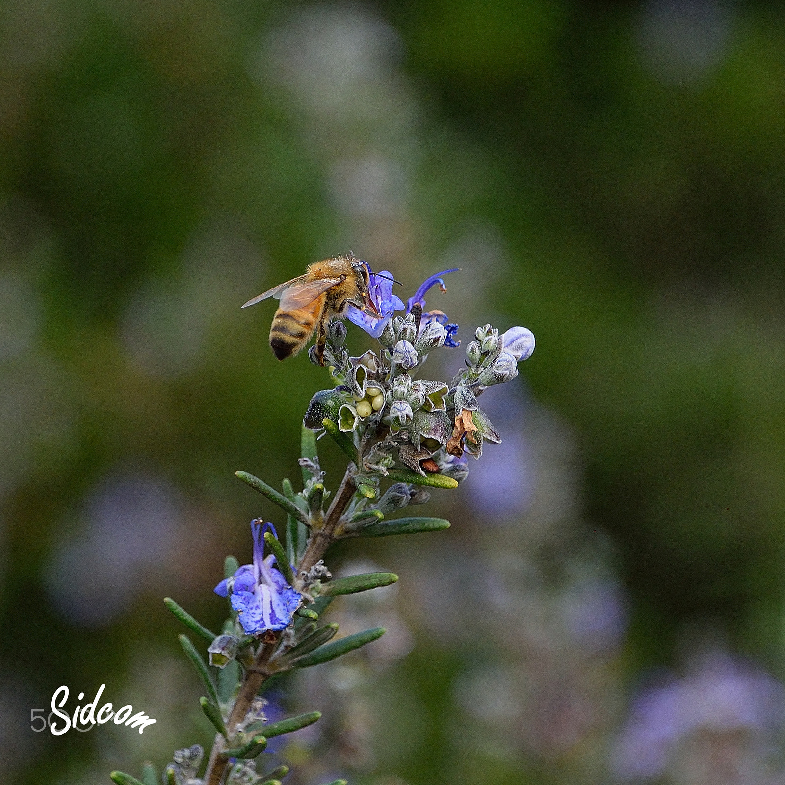 Nikon D3300 + Nikon AF-S DX Nikkor 18-300mm F3.5-6.3G ED VR sample photo. Bumble bee pollinating rosmarinus officinalis photography