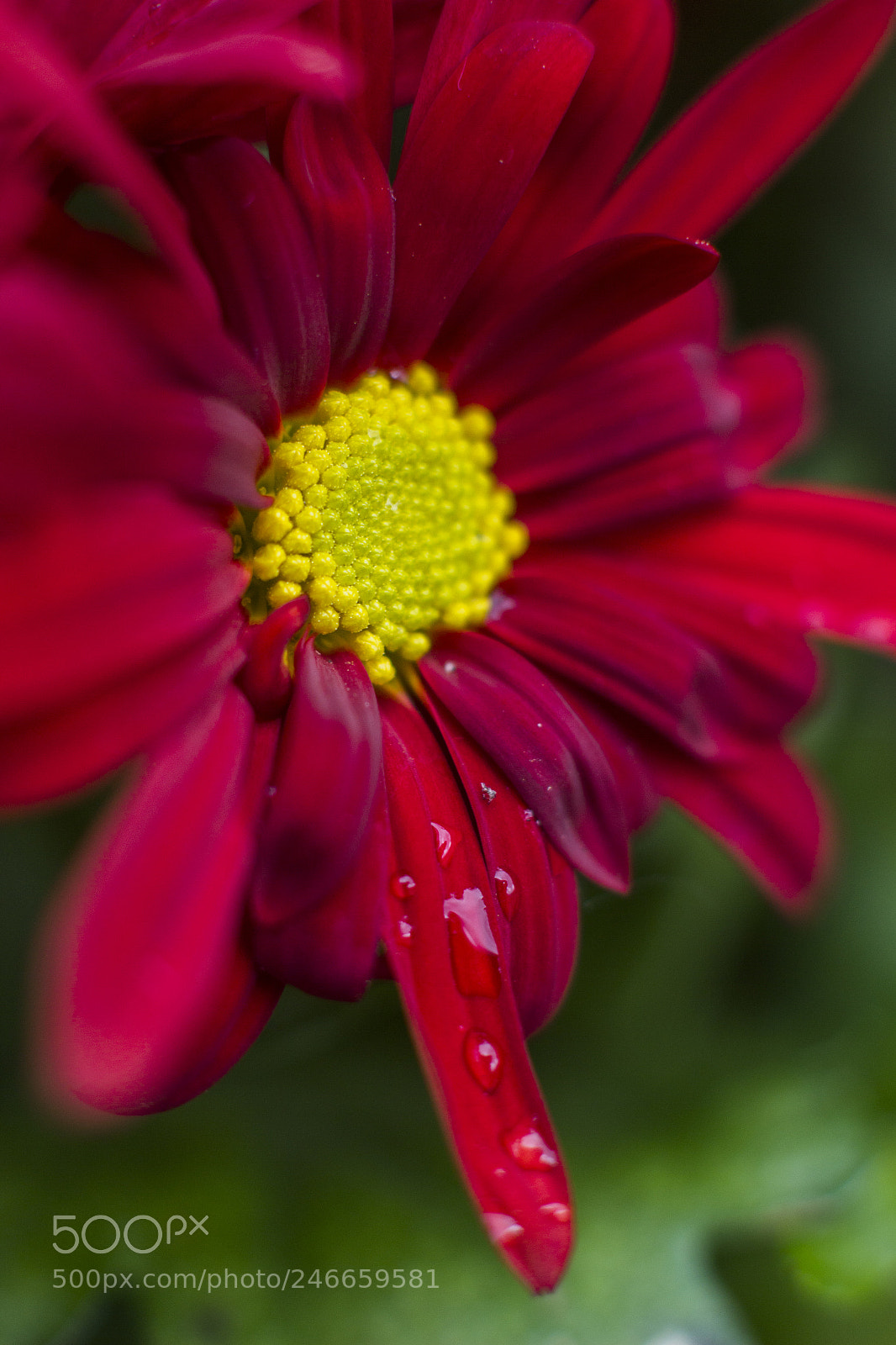 Canon EOS 700D (EOS Rebel T5i / EOS Kiss X7i) sample photo. Morning dew photography