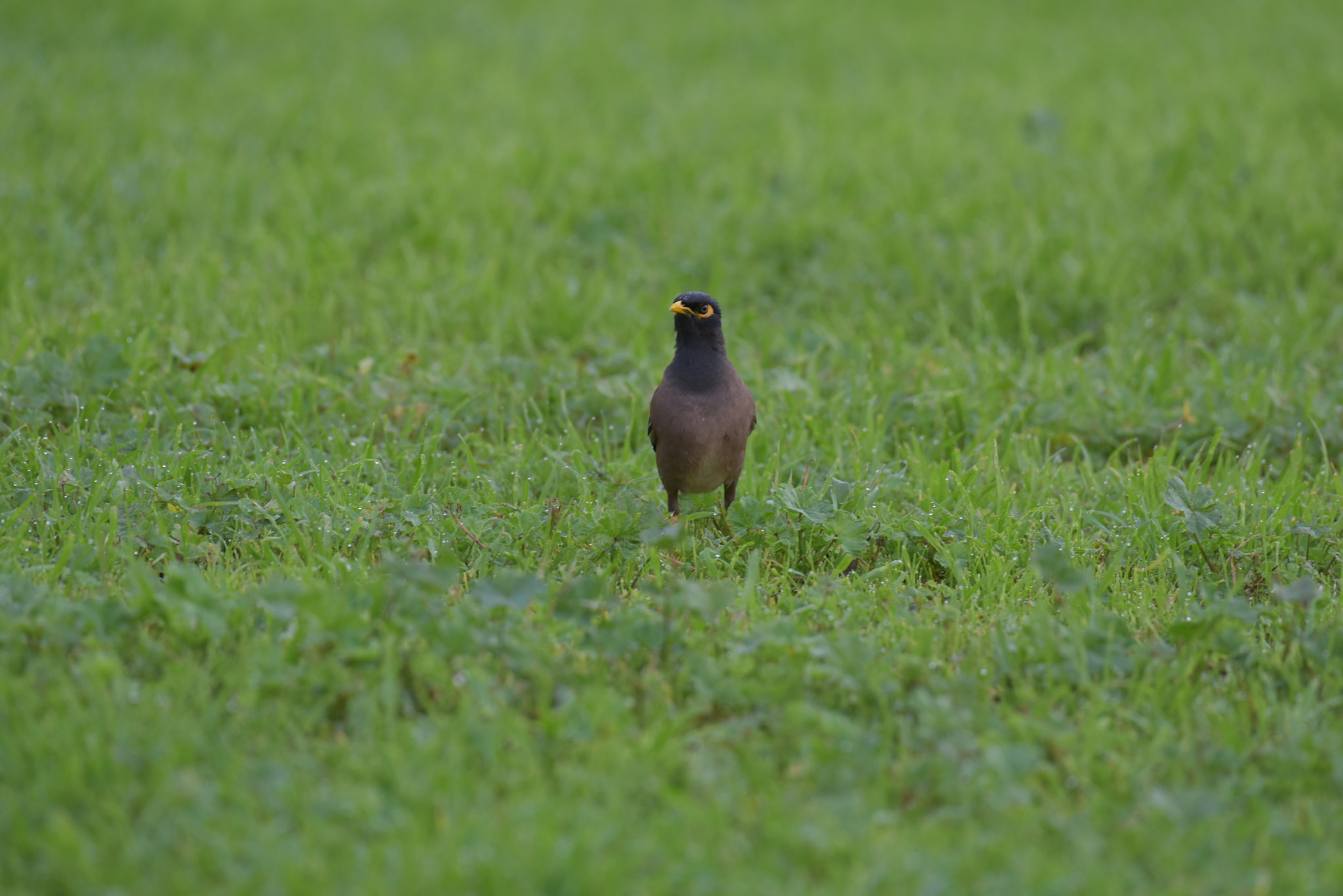 Nikon D750 sample photo. The bird on the wet grass photography