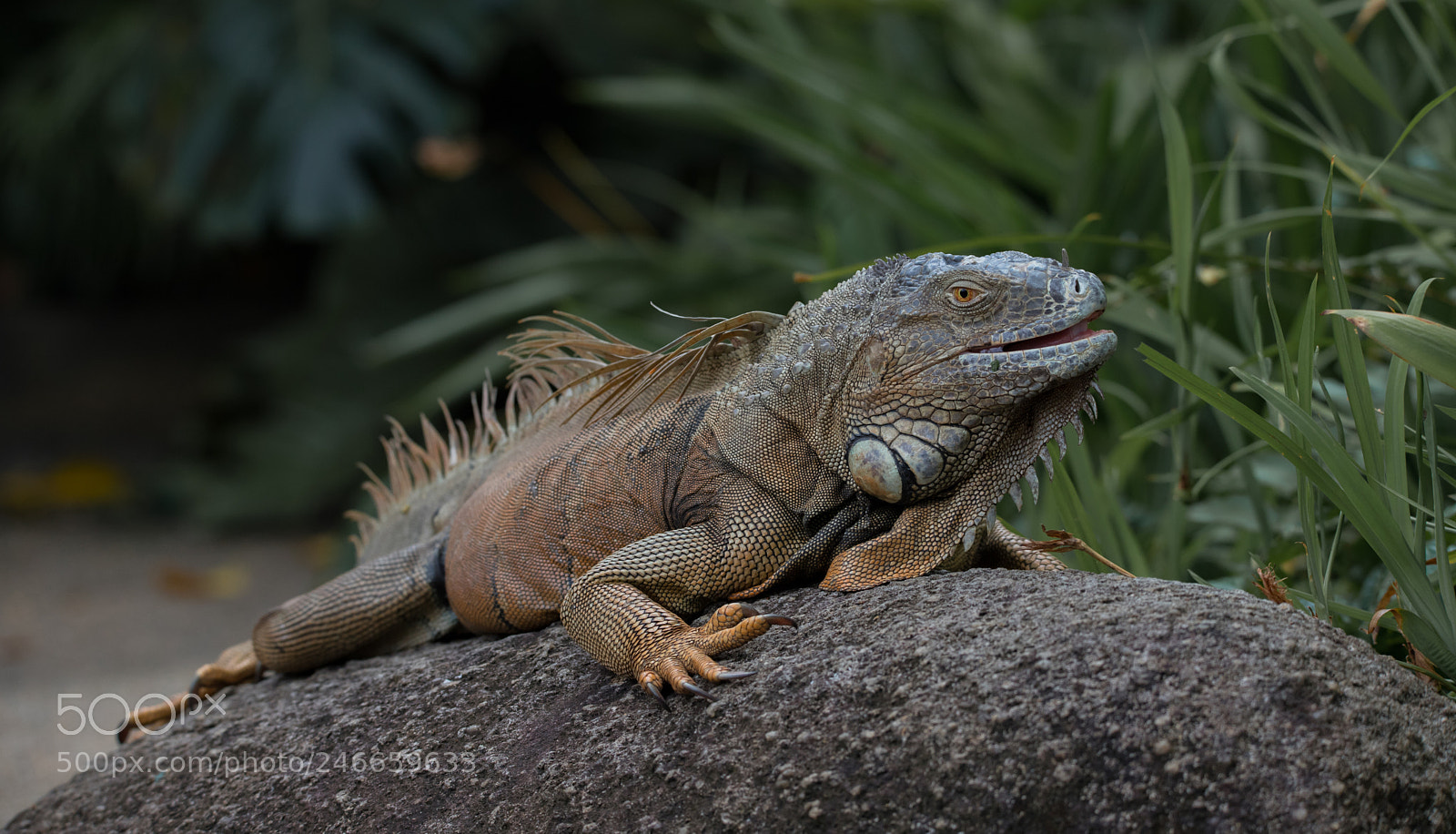 Canon EOS 6D Mark II sample photo. Untitled photography