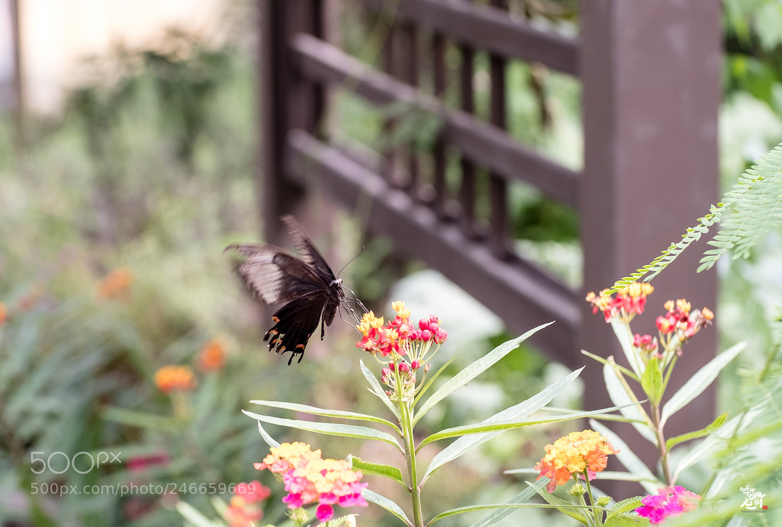 Fujifilm X-T2 sample photo. Butterfly photography
