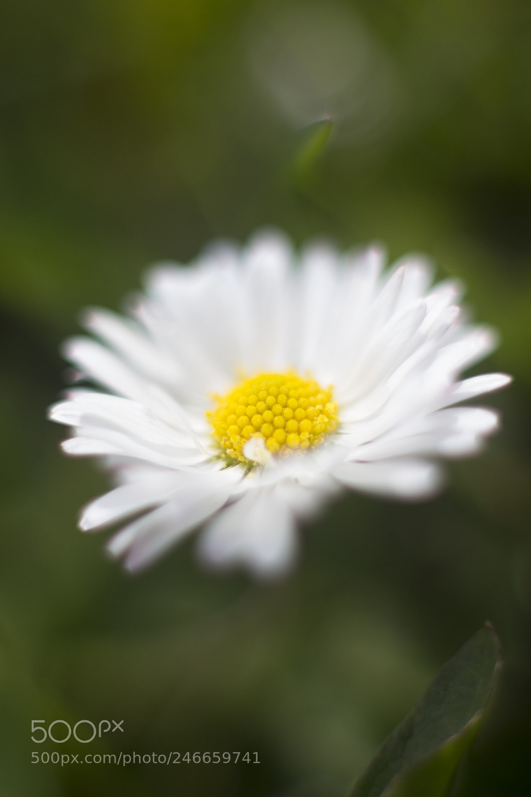 Canon EOS 700D (EOS Rebel T5i / EOS Kiss X7i) sample photo. Daisy photography