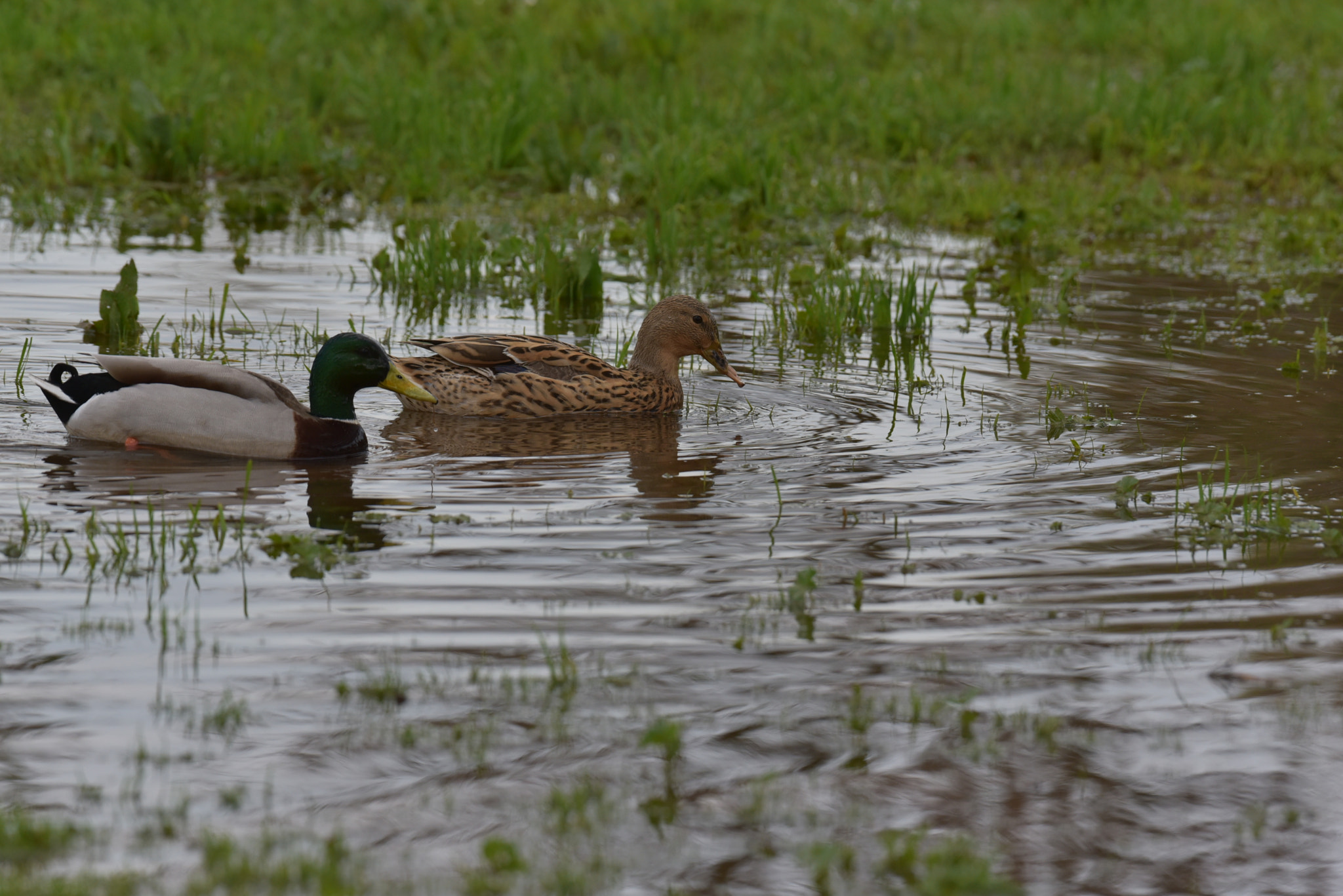 Nikon D750 sample photo. Wellcome to duckland photography