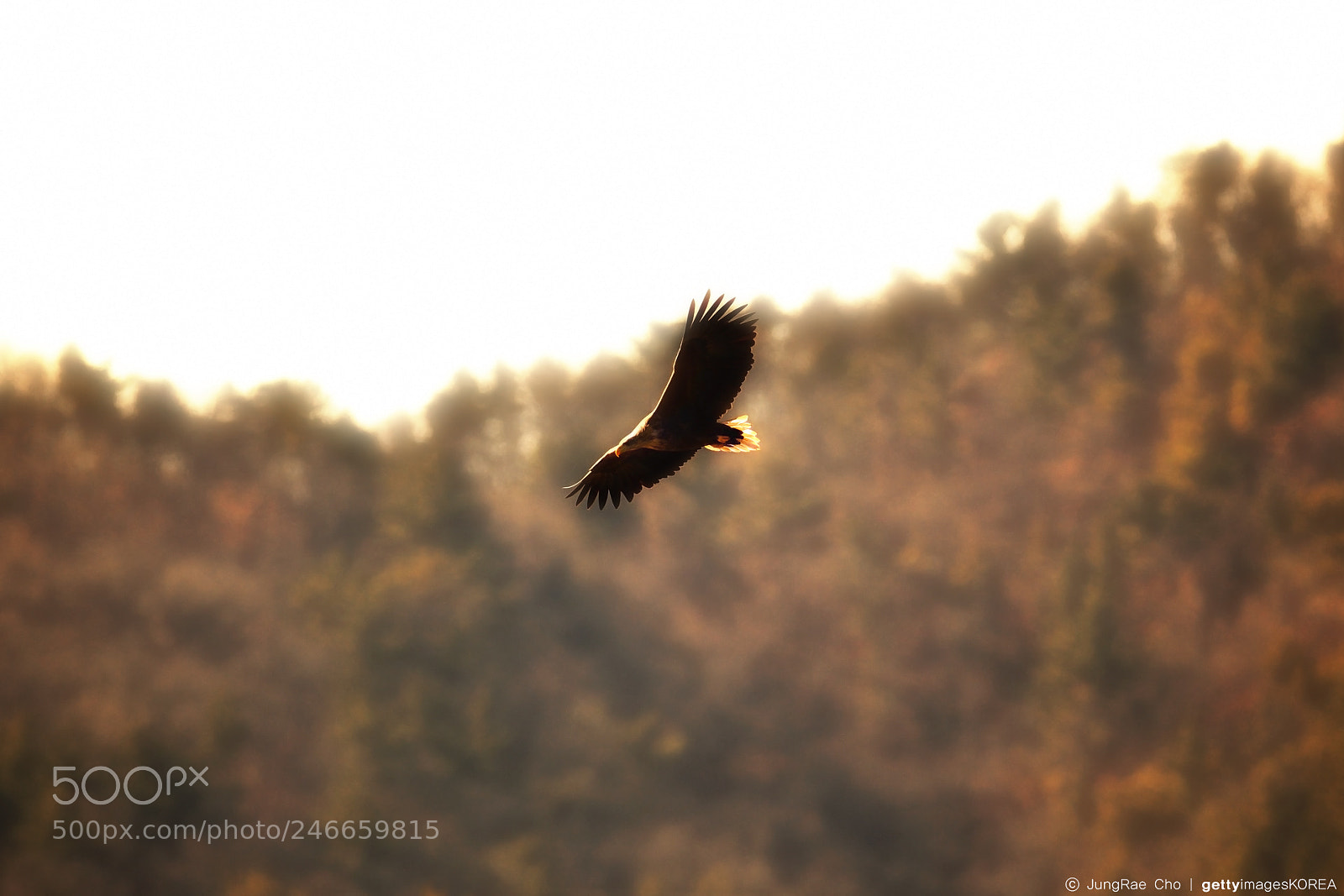 Nikon D850 sample photo. Eagle photography
