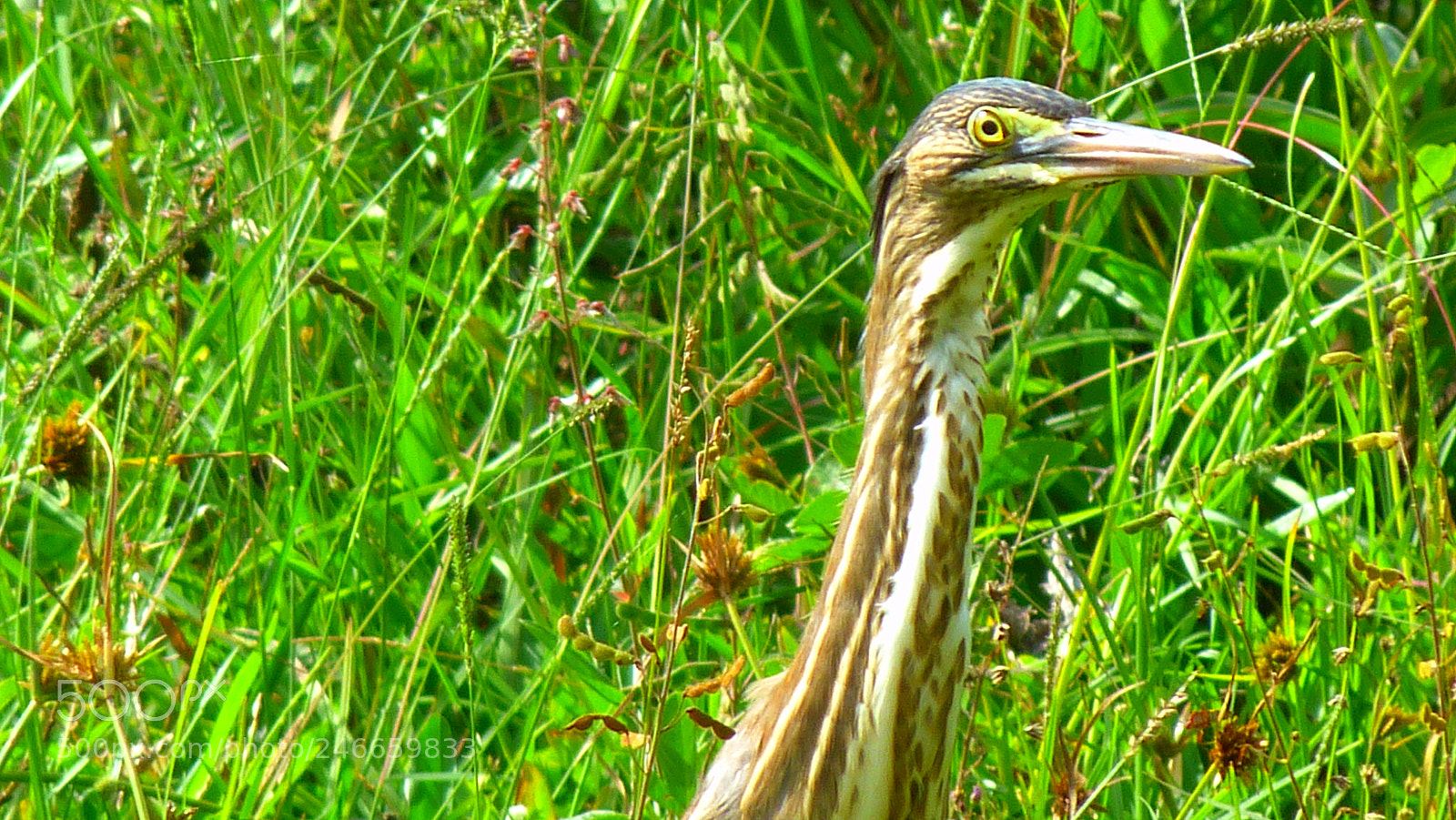 Panasonic Lumix DMC-FZ40 (Lumix DMC-FZ45) sample photo. Socó photography