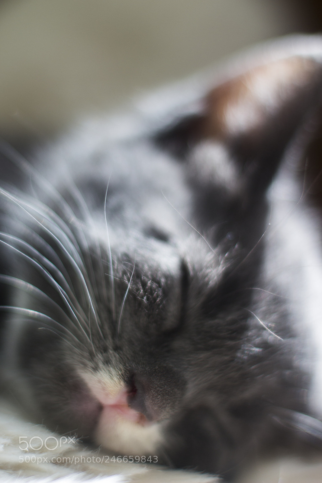 Canon EOS 700D (EOS Rebel T5i / EOS Kiss X7i) sample photo. Sleeping cat photography