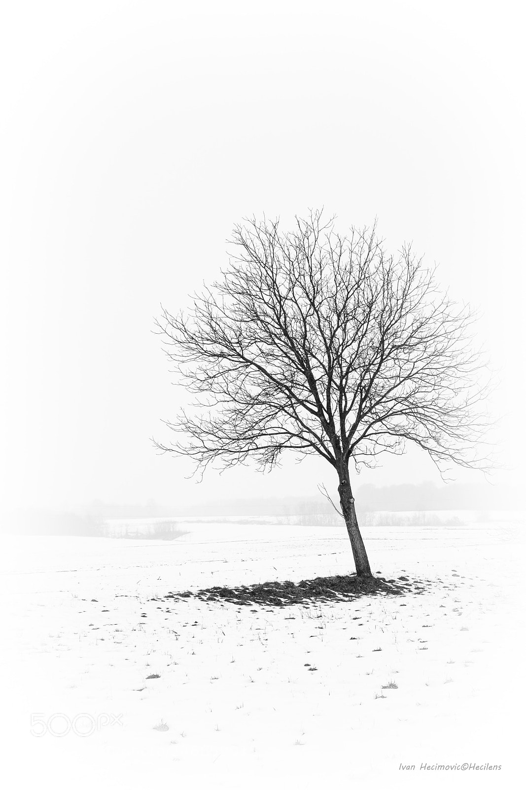 Fujifilm X-T2 sample photo. The tree photography