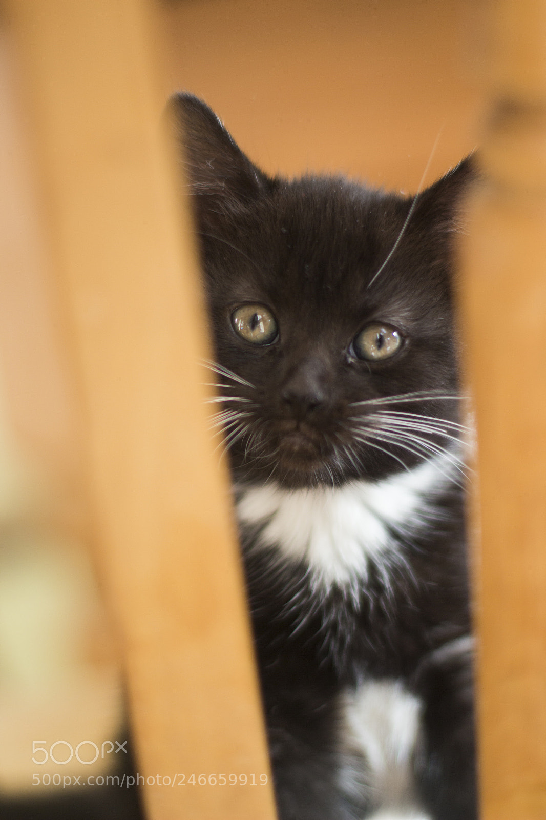 Canon EOS 700D (EOS Rebel T5i / EOS Kiss X7i) sample photo. Interesting cat photography