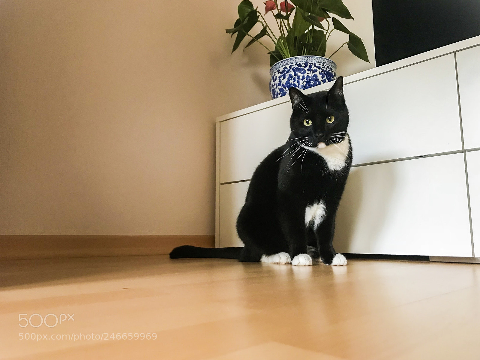 Apple iPhone 7 sample photo. Follow for more daily photography