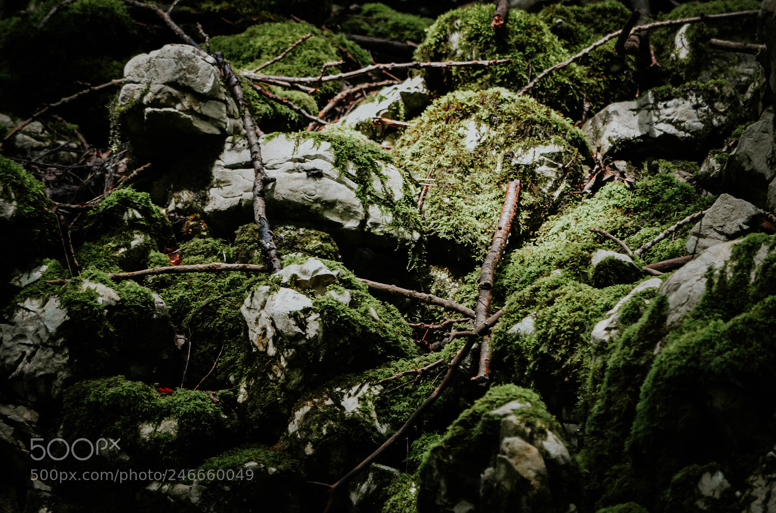 Nikon D5100 sample photo. Mossy rocks photography