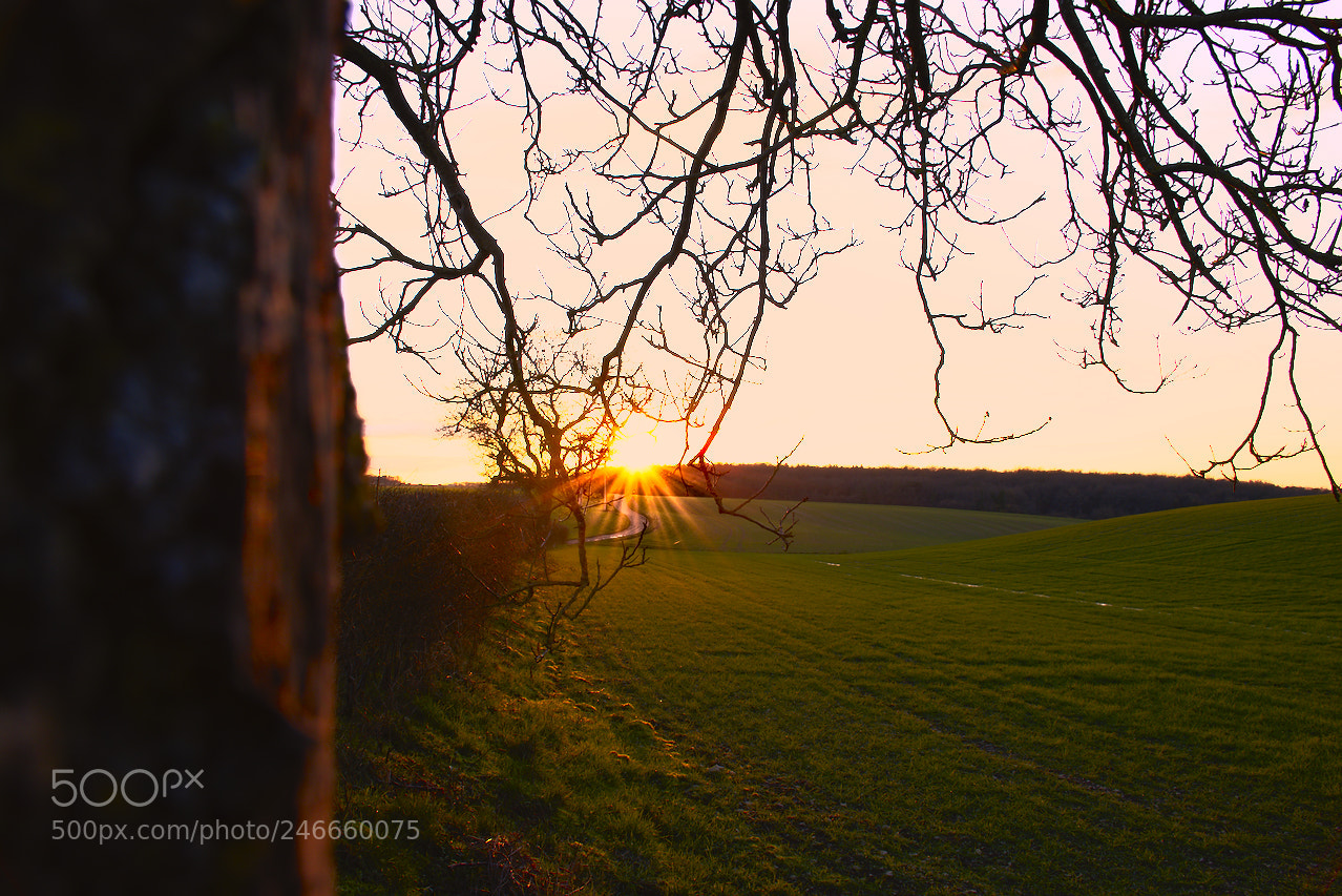 Nikon D5600 sample photo. Détente photography